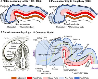 Expansion modes of primate nervous system structures in the light of the Prosomeric Model